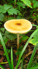 Physalacriaceae
