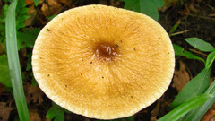 Physalacriaceae