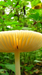 Physalacriaceae