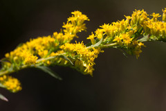 Solidago uliginosa