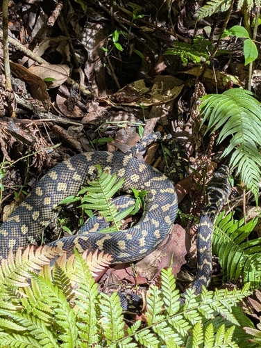 Coastal Carpet Python sighting