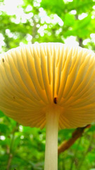 Physalacriaceae