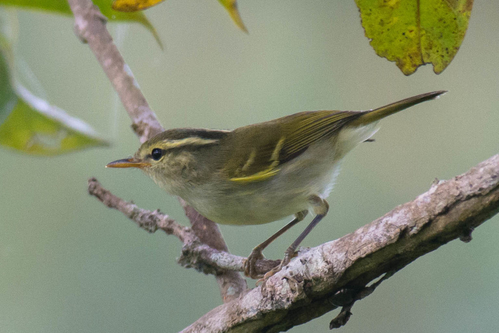 Blyth's Leaf Warbler photo