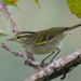 Blyth's Leaf Warbler - Photo (c) Vijay Anand Ismavel, some rights reserved (CC BY-NC-SA)