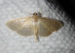 Herpetogramma fluctuosalis