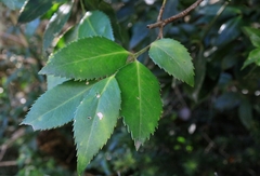 Laureliopsis philippiana