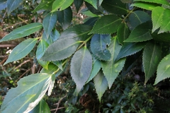 Laureliopsis philippiana