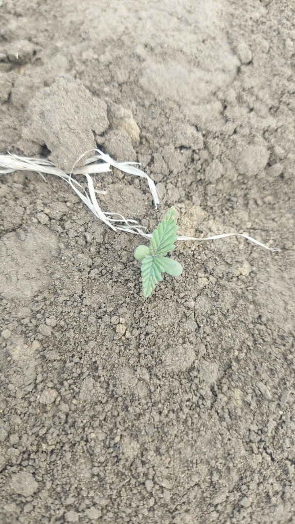 Foto de Cannabis sativa
