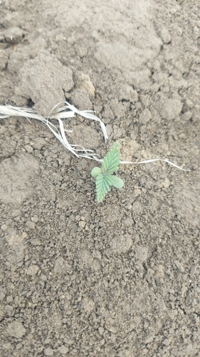 Cannabis sativa