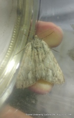 Catocala coccinata