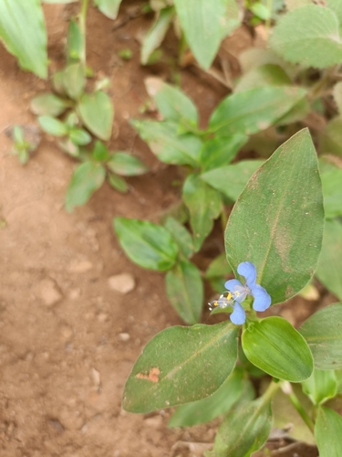 Benghal Dayflower