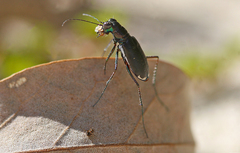 Cicindela abdominalis