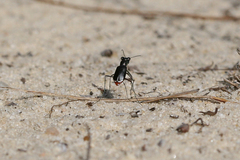 Cicindela abdominalis