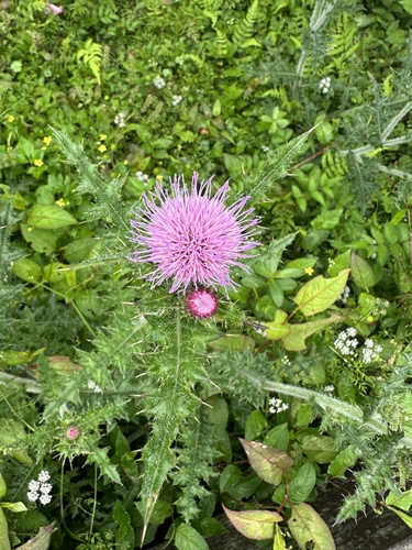 Cirsium japonicum Fisch. ex DC.
