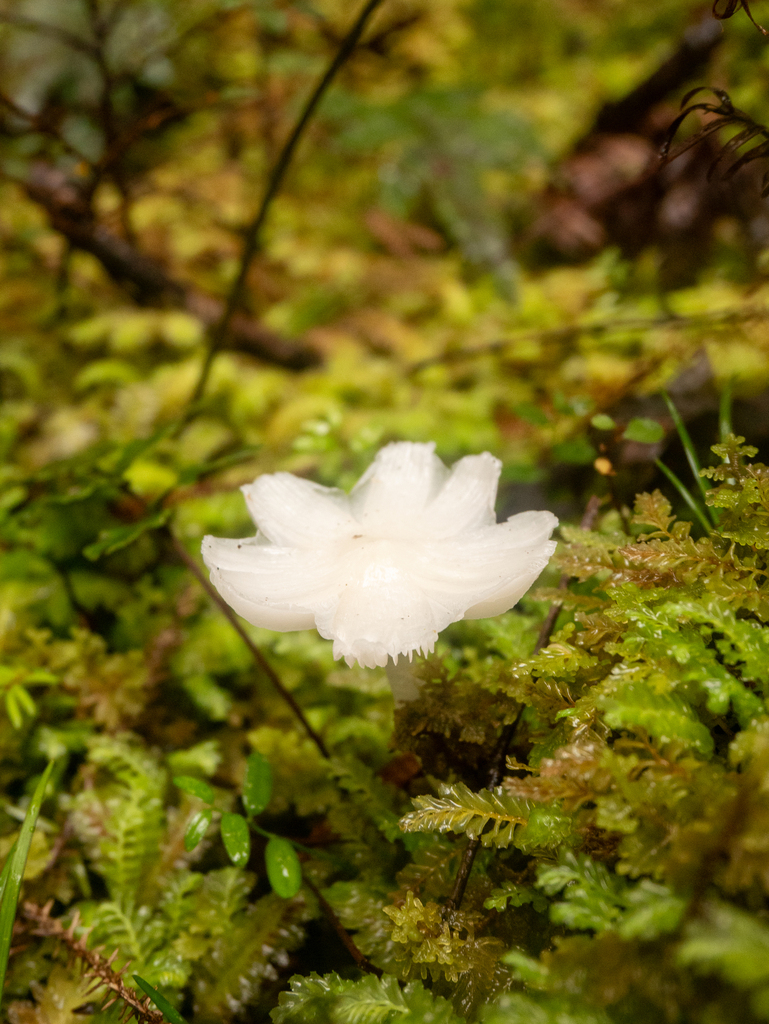 Humidicutis mavis · April 2025 · photo: © hannah_whittall (iNaturalist, cc-by)