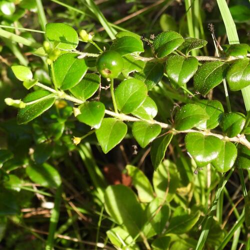 Canthium ciliatum, photograph 2