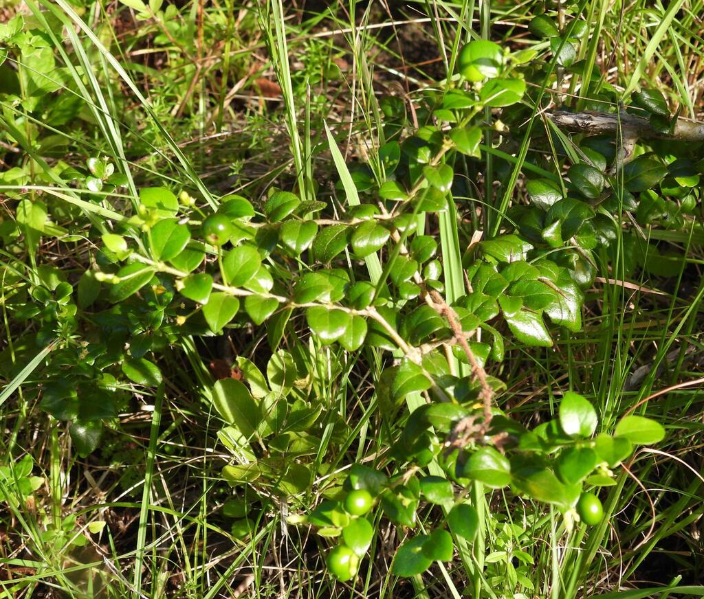 Canthium ciliatum; photograph (c) Henry de Lange, some rights reserved (CC BY)