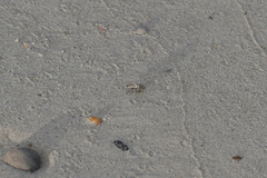 Laphystia litoralis