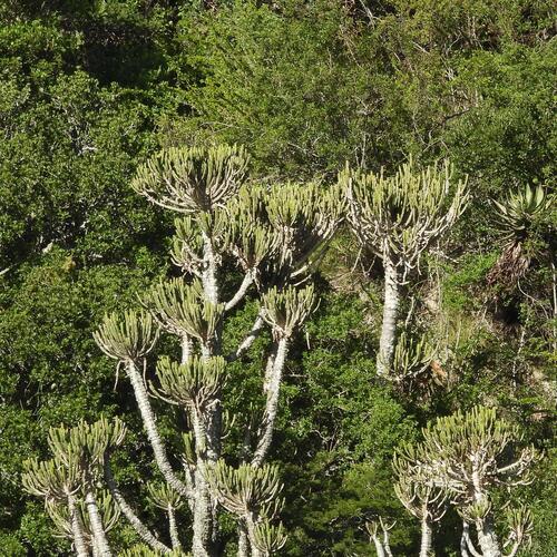 Euphorbia tetragona, photograph 6