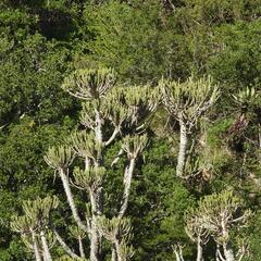 Euphorbia tetragona, photograph (c) Henry de Lange, some rights reserved (CC BY)
