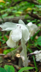 Monotropa uniflora