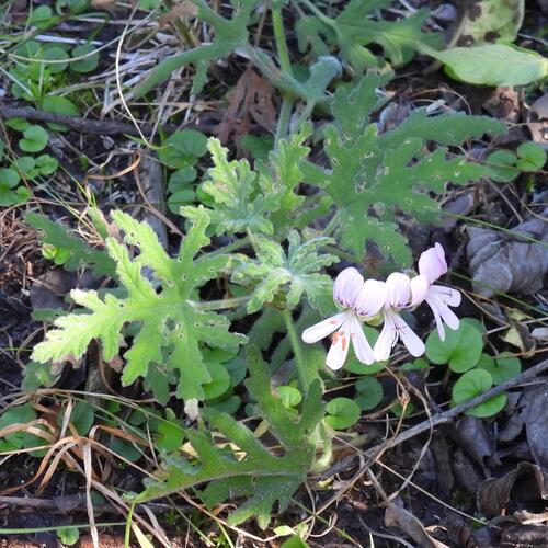 Pelargonium graveolens