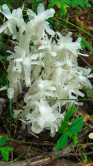 Monotropa uniflora