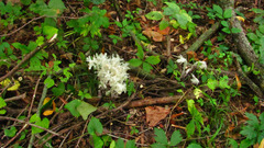 Monotropa uniflora