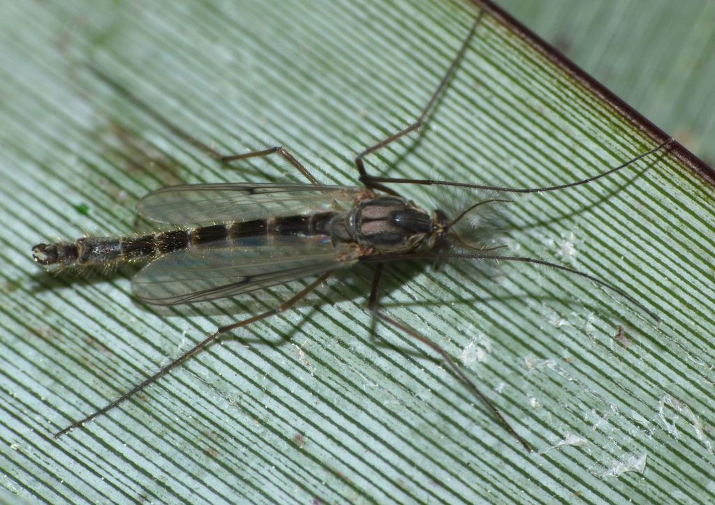 New Zealand Midge