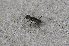 Ellipsoptera marginata