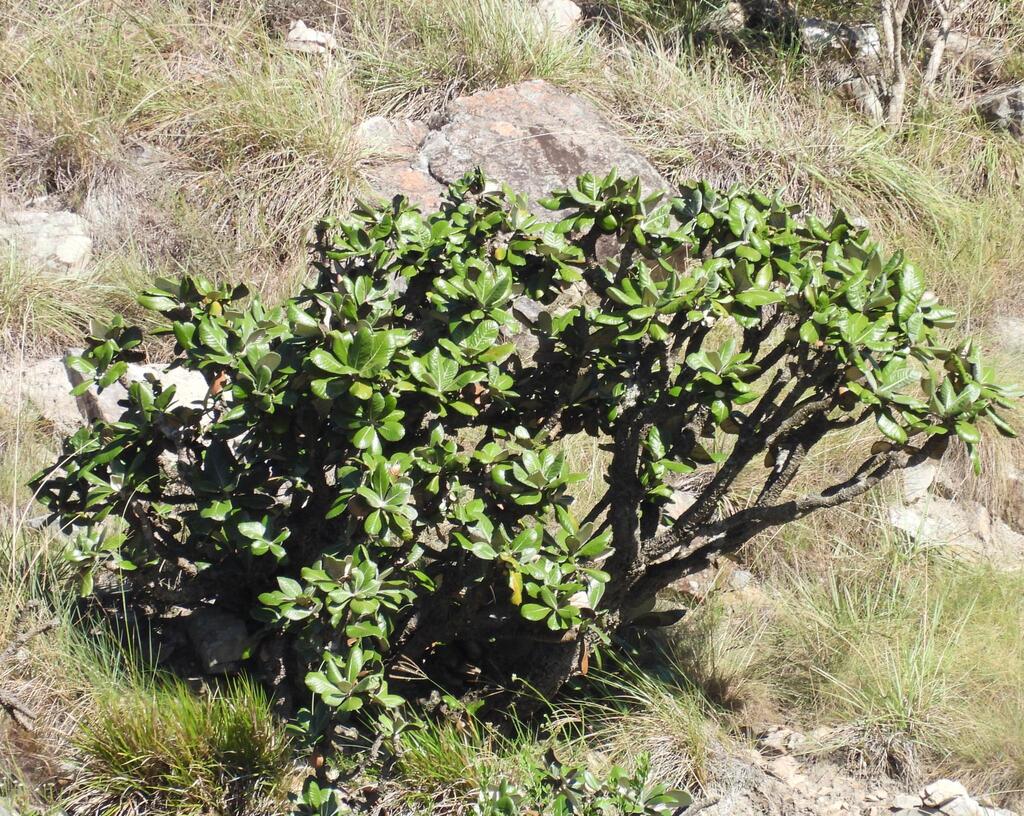 Oldenburgia grandis; photograph (c) Henry de Lange, some rights reserved (CC BY)