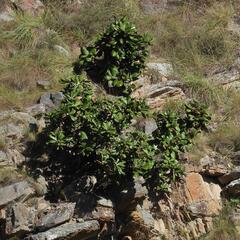 (c) Henry de Lange, some rights reserved (CC BY) Oldenburgia grandis, photograph (c) Henry de Lange, some rights reserved (CC BY)