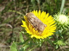 Heliothis