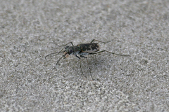 Ellipsoptera marginata