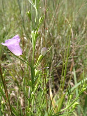 Agalinis aspera