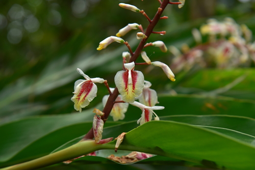 Alpinia takaminei iNat (1)