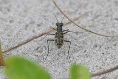 Ellipsoptera marginata