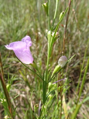 Agalinis aspera