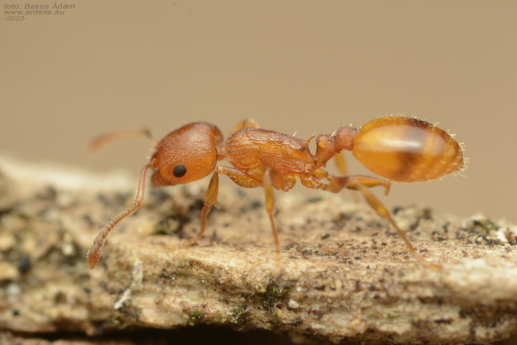 Temnothorax turcicus