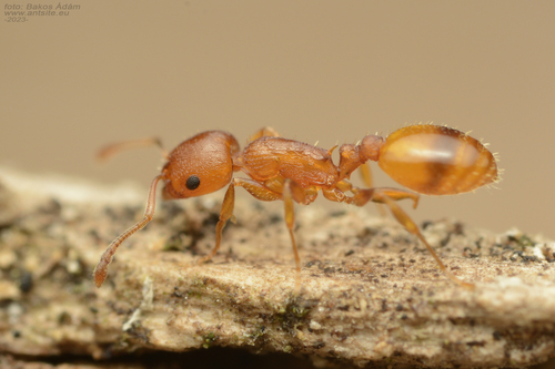 Temnothorax turcicusTemnothorax turcicus
