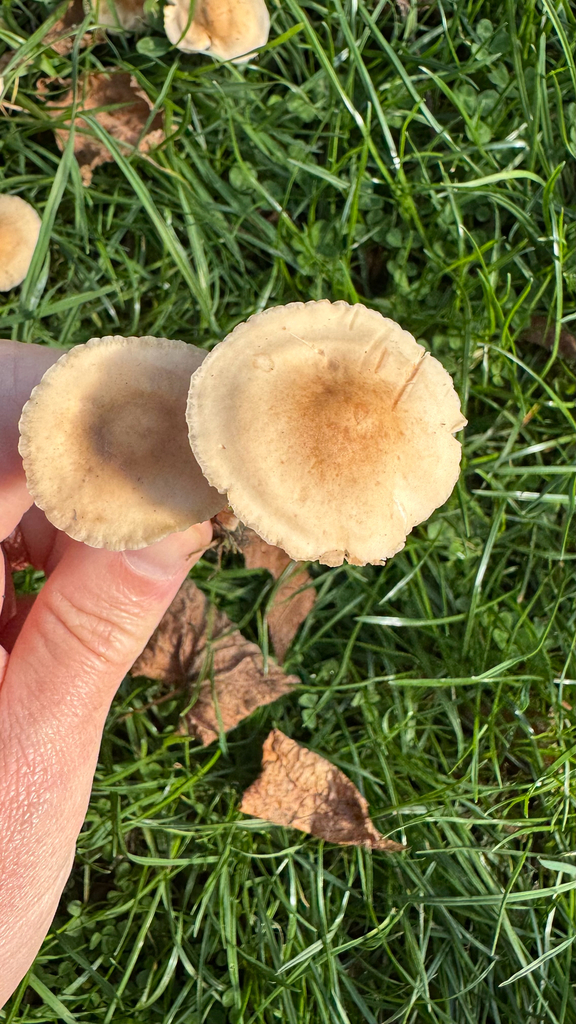 Marasmius oreades · May 2025 · photo: © frankashwood (iNaturalist, cc-by)