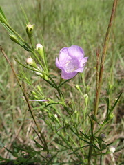 Agalinis aspera