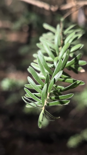 Image of Kunzea baxteri by (c) Jay-Jay Werny, some rights reserved (CC BY)