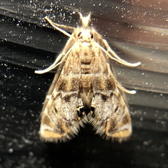 Petrophila confusalis