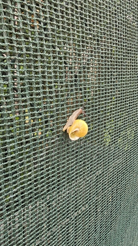 White-lipped Snail