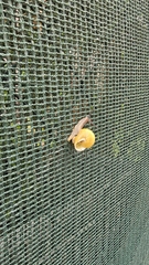 White-lipped Snail