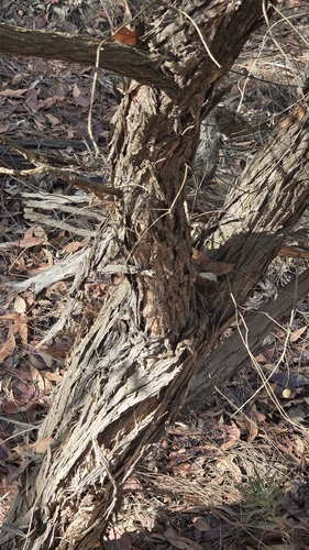 Image of Kunzea baxteri by (c) Jay-Jay Werny, some rights reserved (CC BY)