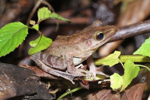 Chalcorana mocquardi