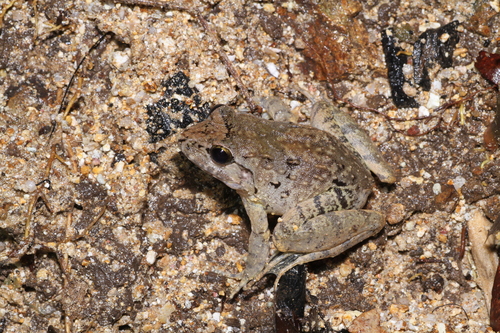 Limnonectes larvaepartus