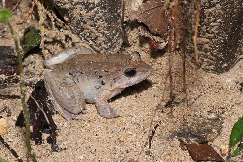 Limnonectes modestus